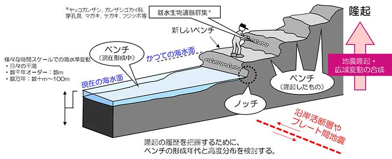 離水海岸地形（隆起ベンチ等）の例の画像