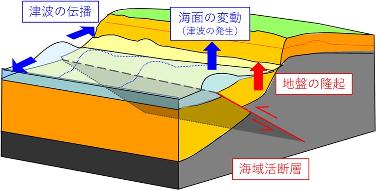 図1　海域の活断層による地殻内地震における地盤の隆起・津波発生のイメージ（逆断層の場合）